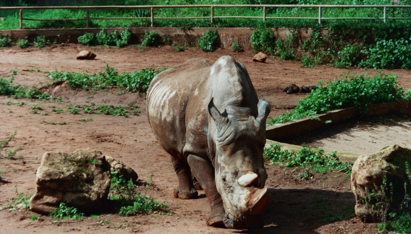 {Le je-ne-sais-quoi du rhinocéros}, 2005