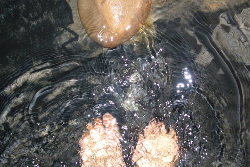 {Le je-ne-sais-quoi des pieds constellés}, 2006