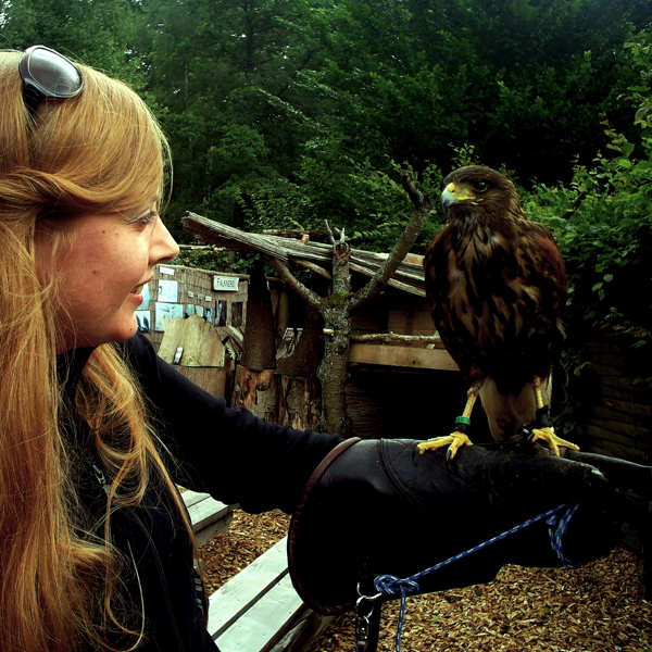 {Le n° des oiseaux}