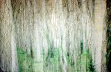 {paysage chronique}, 2013
