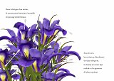 {danceforplants en Ariège}, 2019 (p. 80-81)