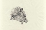 {Rut (tortues)}, 2011