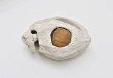 {Coquillage noisette}, 2022