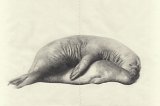 {Rut (éléphants de mer)}, 2011