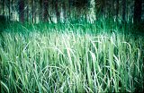 {paysage chronique}, 2013
