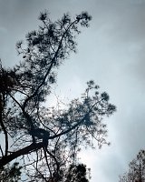 {Vol de grues cendrées}