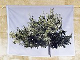 {Drapeaux (Tilleul, Bordeaux, 1er juillet 2011)}, 2013
