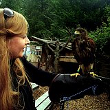 {Le n° des oiseaux}