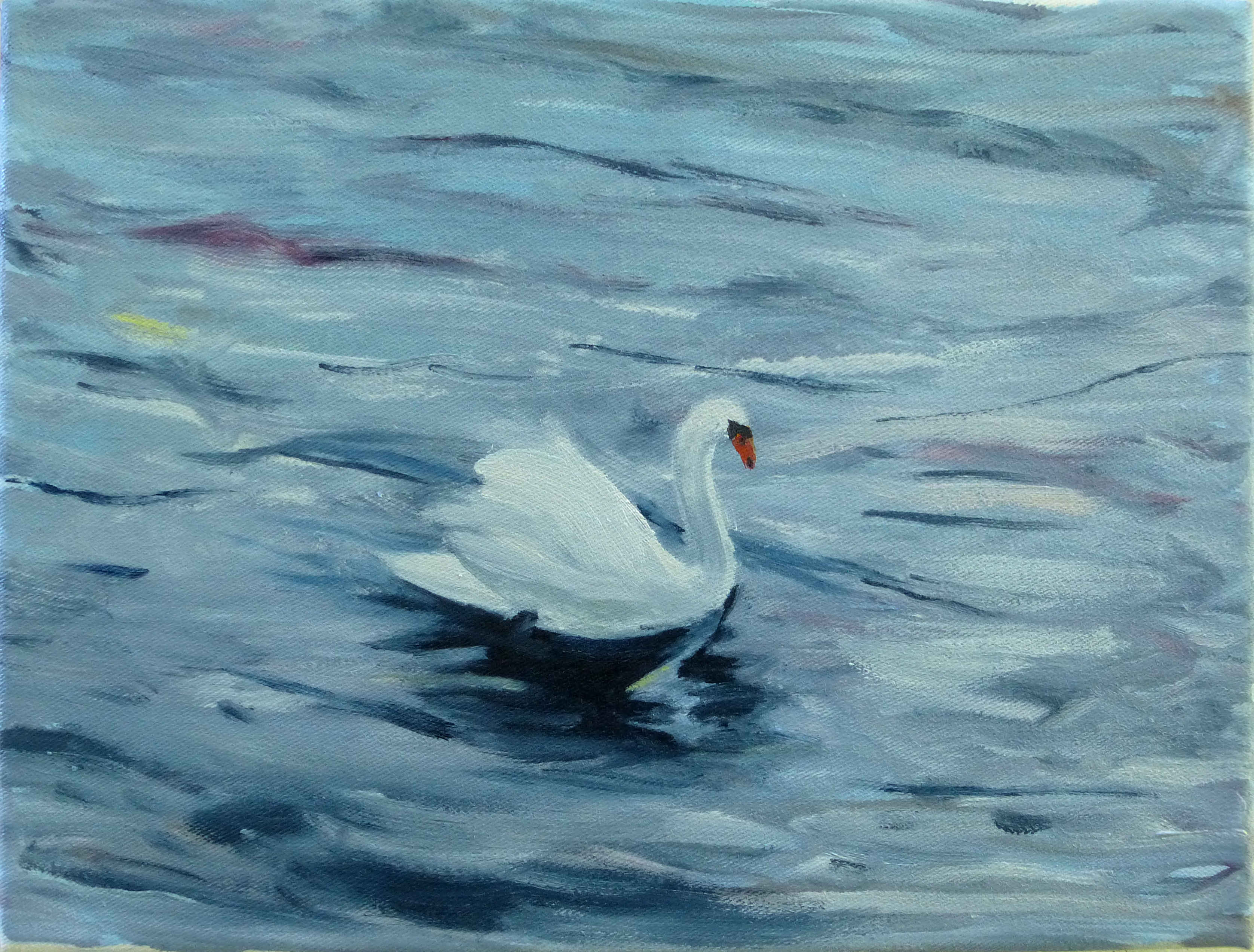 {Cygne}, 2019