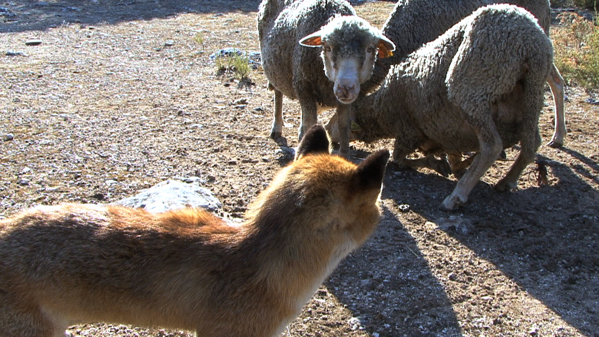 {Moutons/Renard}, 2011
