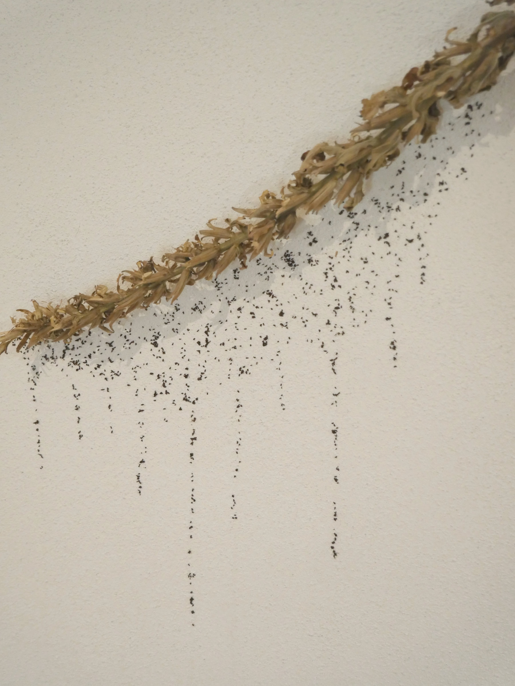 {Siffler sur les graines}, détail, 2021