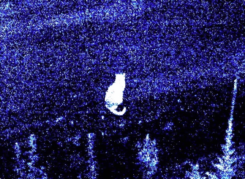 {La Petite Nuit}, 2019