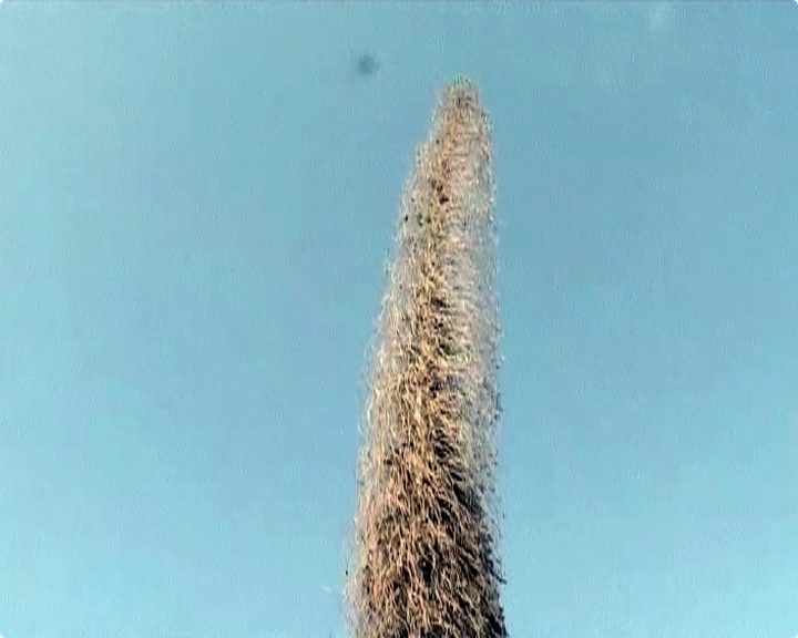 {Verdure}, 2022