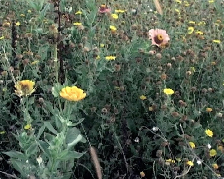 {Verdure}, 2022
