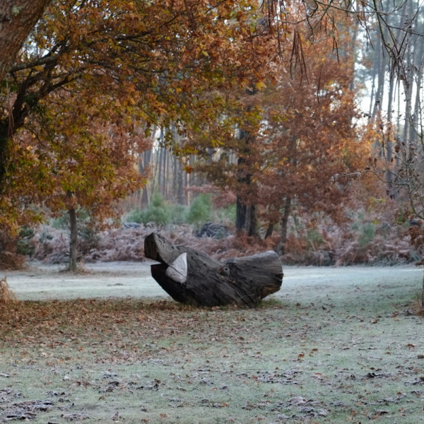 {Sanglier}, 2011