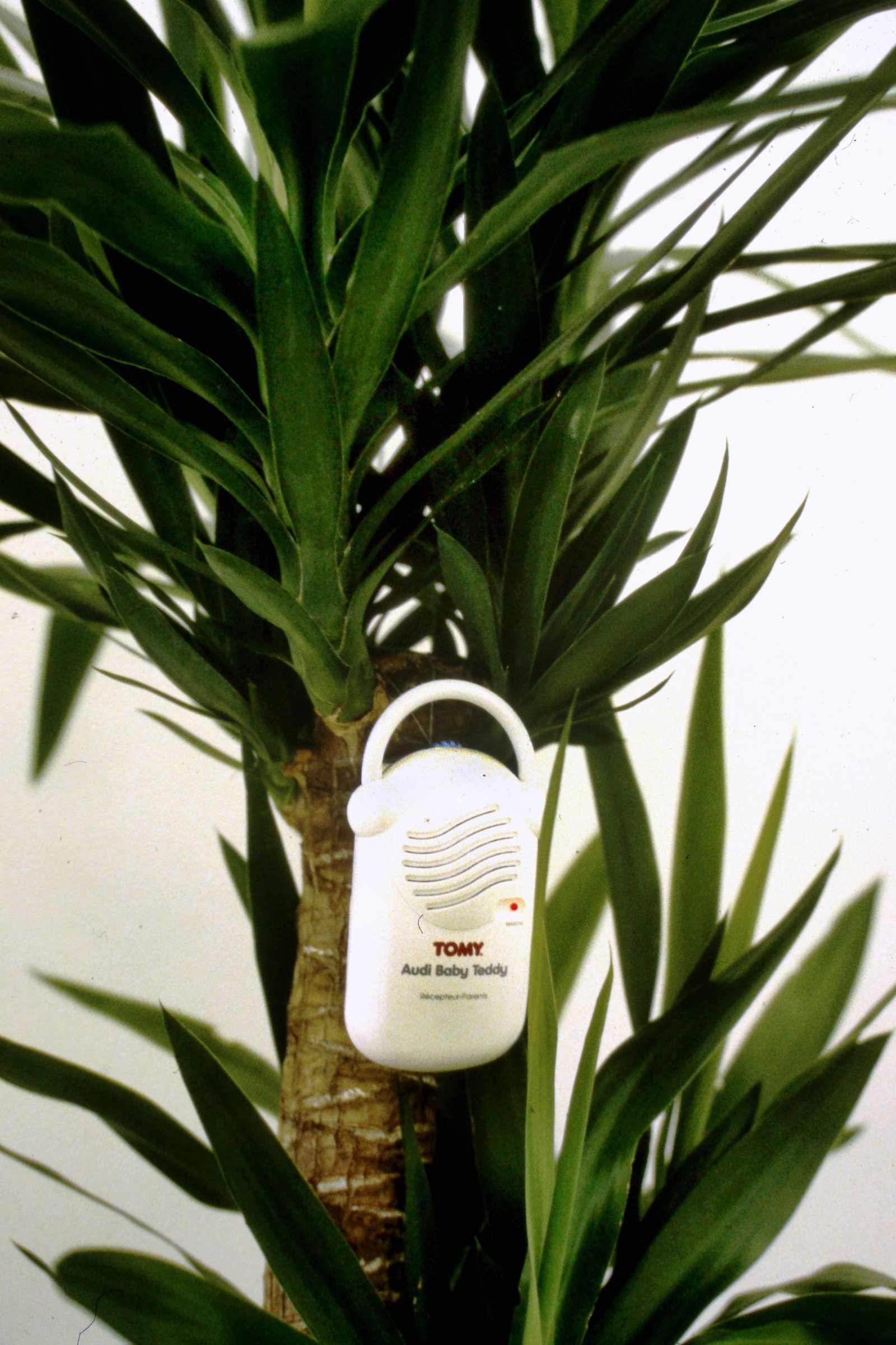 {Yucca musical}, 1998