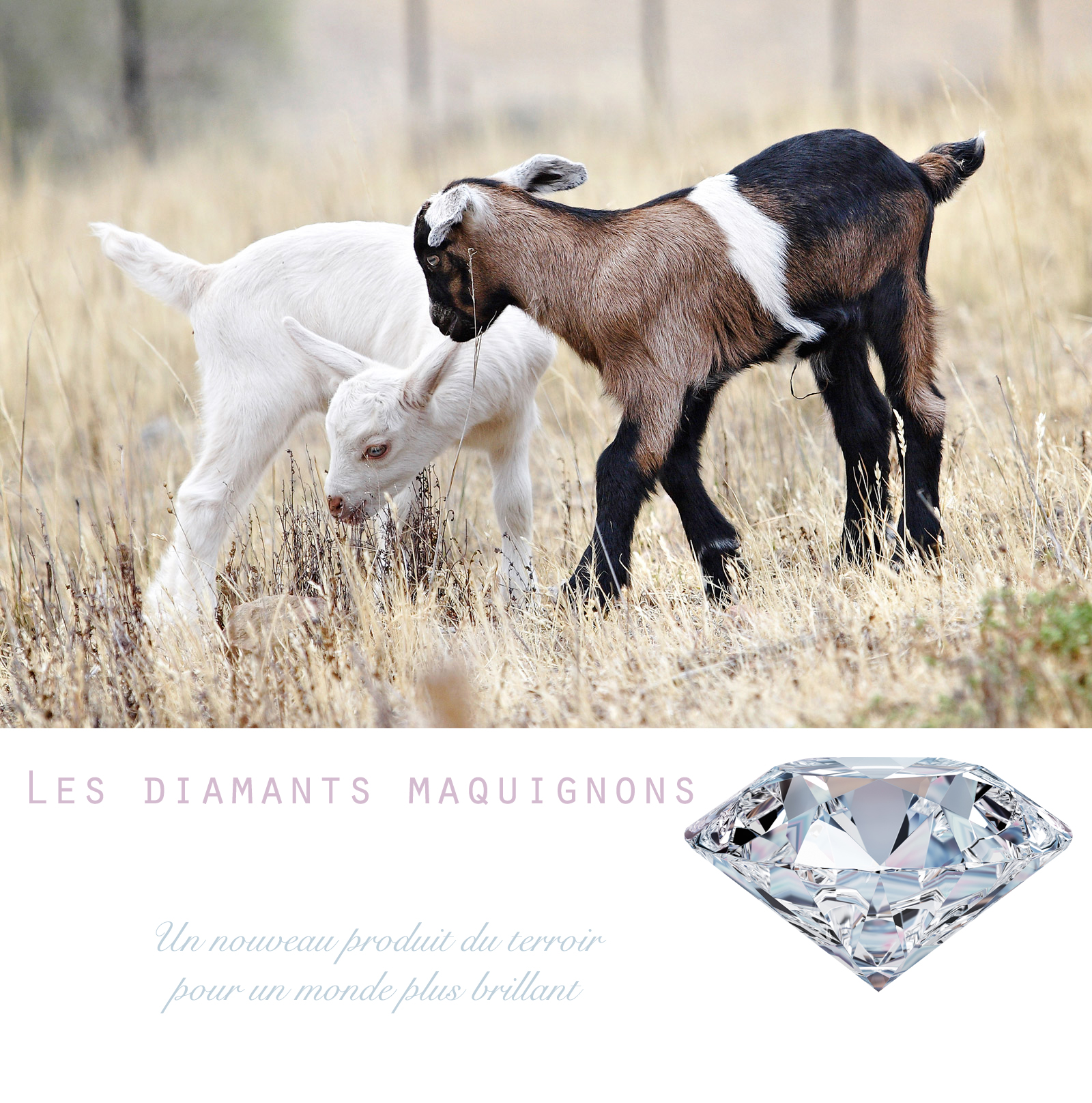 {Les diamants maquignons}, 2017