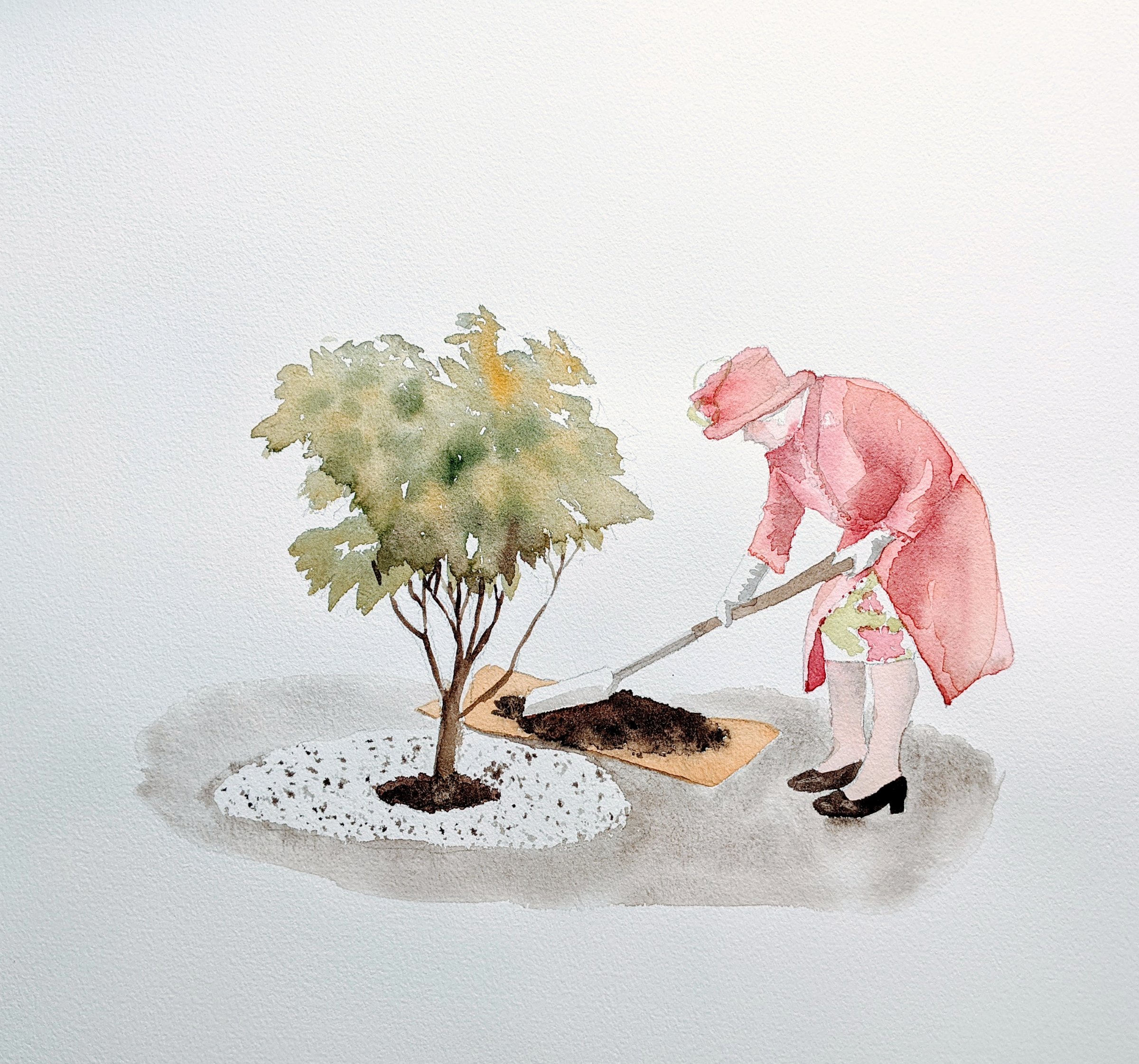 {Reine d'Angleterre - Érable cannelle - Queen's Platinium Jubilee - 2021}