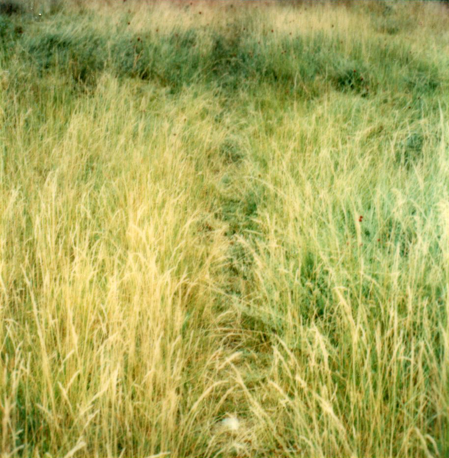 {Polaroïd}, Fargues-Saint-Hilaire, 1980