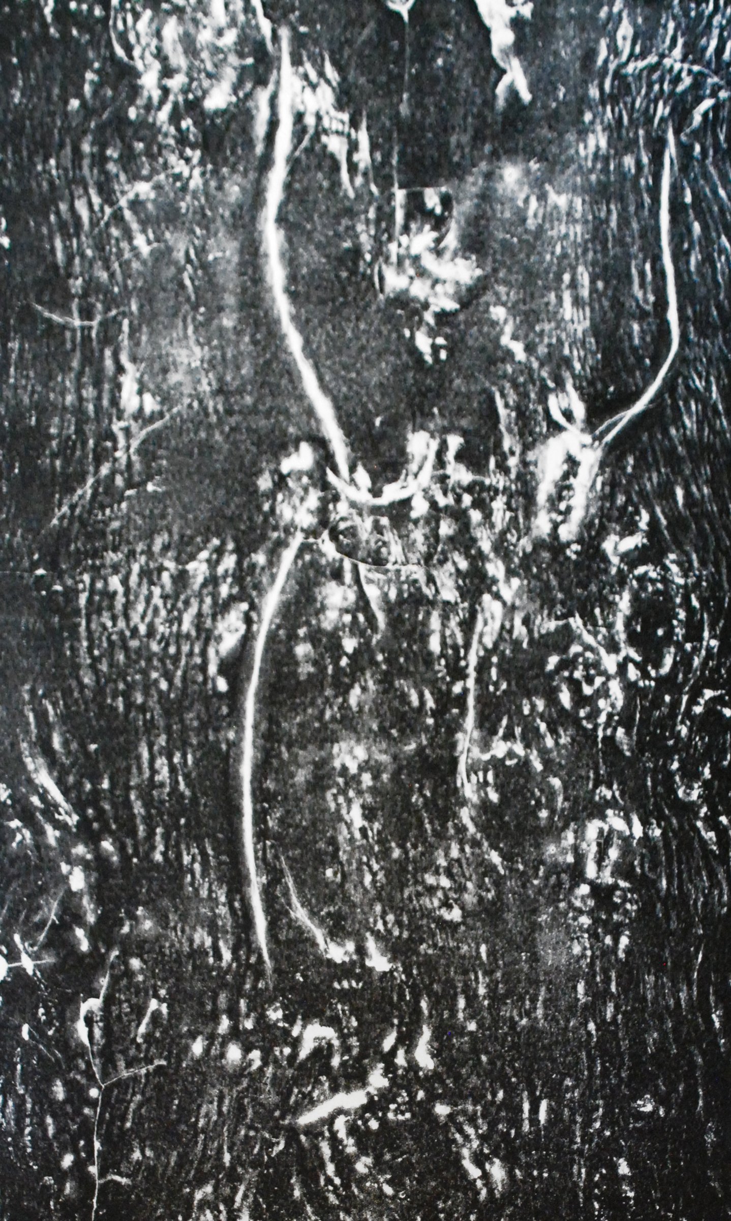 {Cyprès} - Tavel