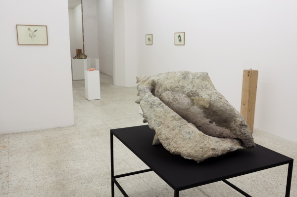 {Conch,} 2011