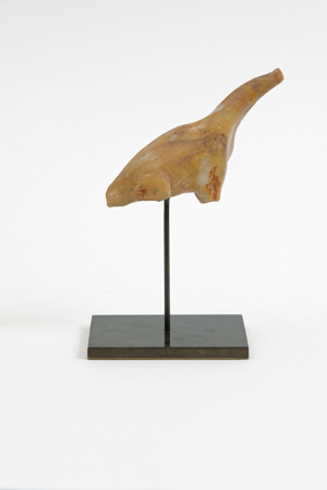 {Brachiosaurus,} 2015