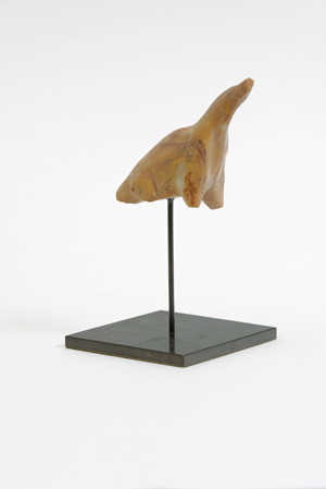 {Brachiosaurus,} 2015