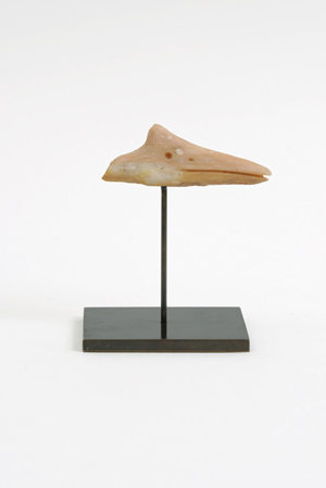 {Pterodactylus,} 2015