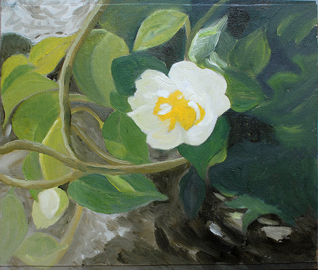 {Camélia blanc}, 18 mars