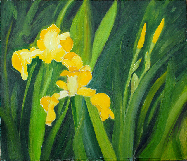 {Iris jaunes}, 25 avril