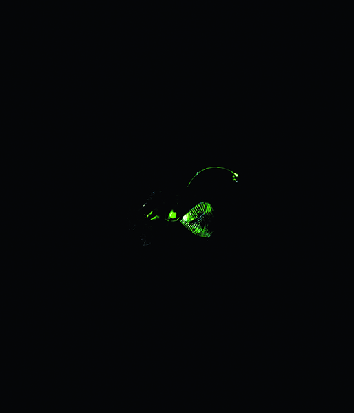 {Poisson abyssal,} 2001