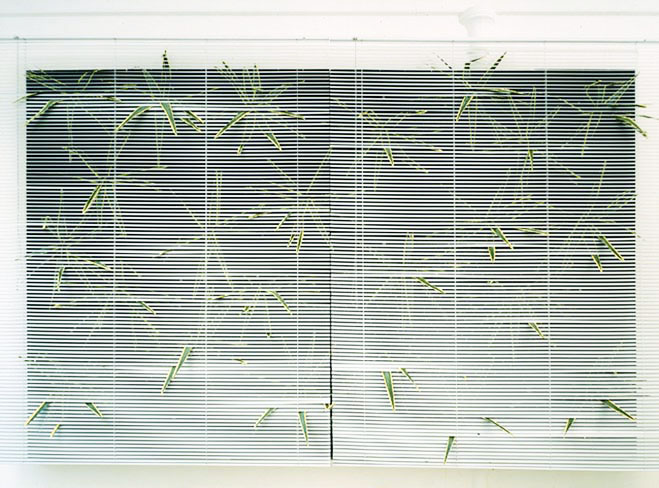{Agaves,} 1995