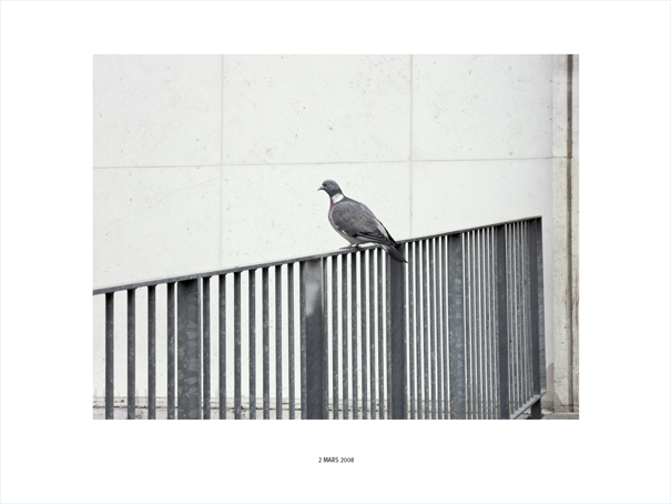 {Pigeon, Paris, 2 mars 2008}