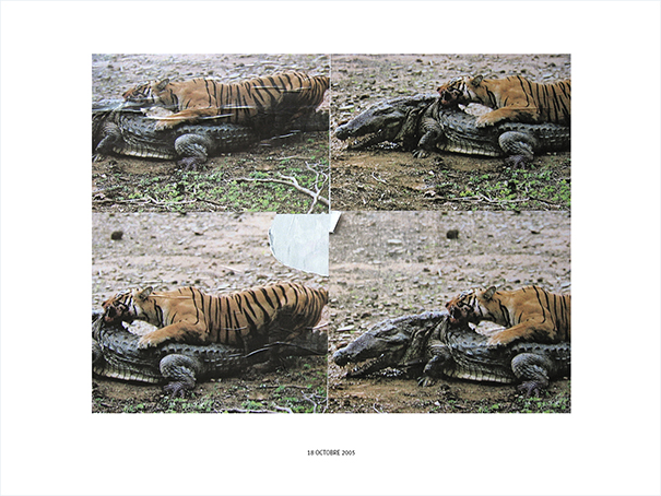 {Quatre fois deux (tigre et crocodile à Chelsea), New York, 18 octobre 2005}
