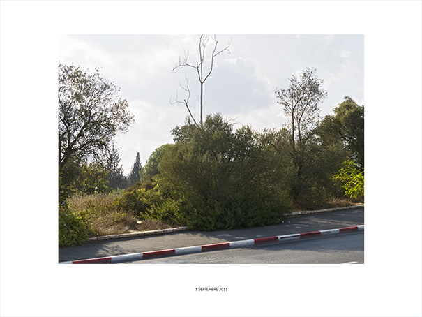 {Bord de route (avec arbre sec), Jérusalem, 1er septembre 2011}