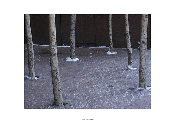 {Six arbres, New York, 15 février 2007 }