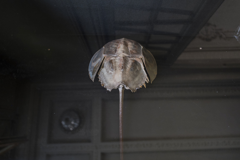 Limule, collection du Muséum d'histoire naturelle de Nice