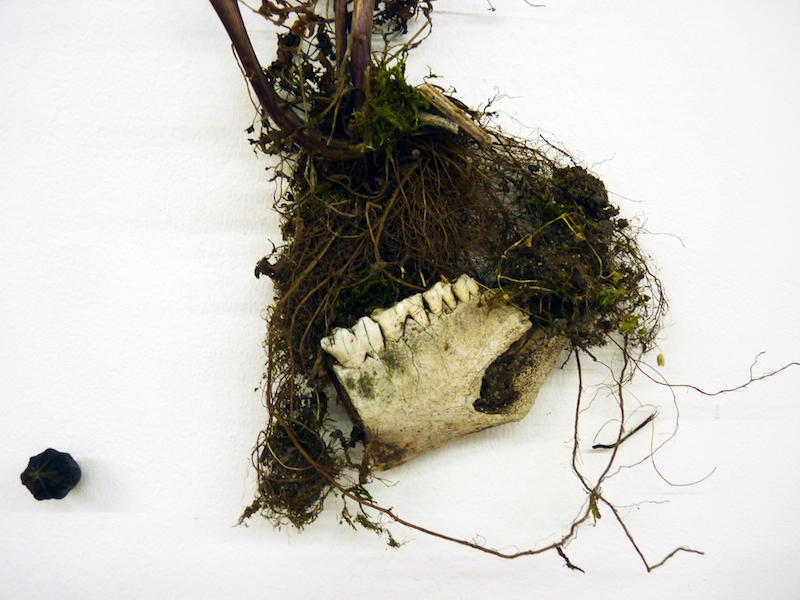 {Compositions naturalistes,} 2017 (détail)