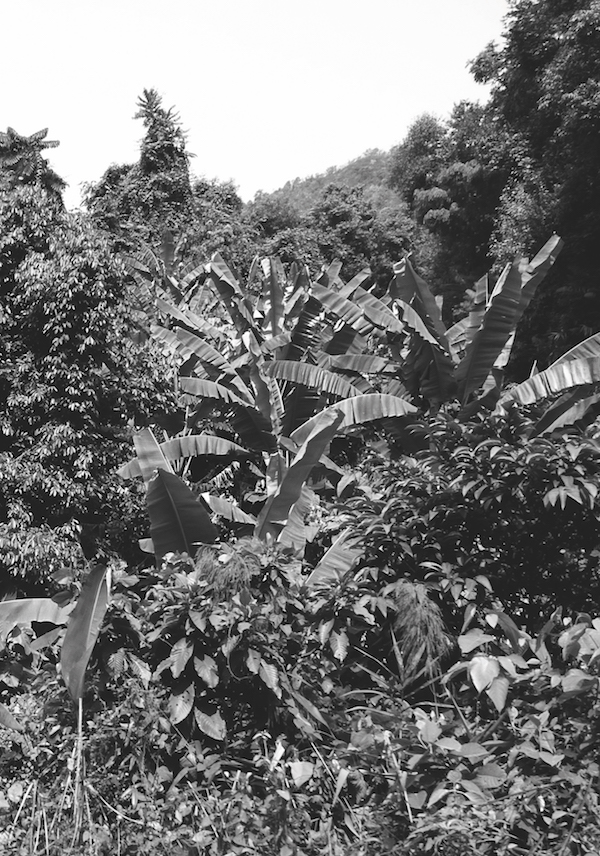 {Vues de Moana Fa'a'aro}, 2016