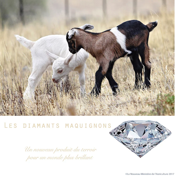 {Les Diamants Maquignons, un produit du terroir innovant,} 2017
