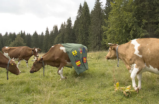 {Tunique normande pour vache suisse,} 2015