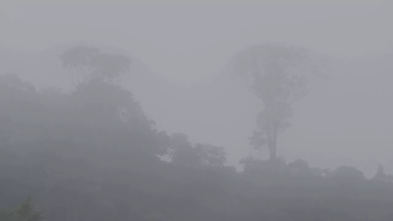 Brouillard 1