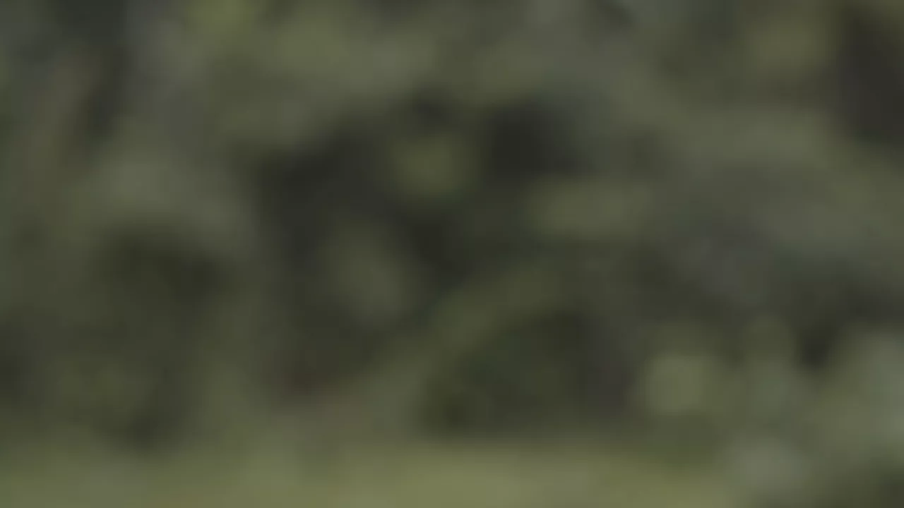Forêt 2
