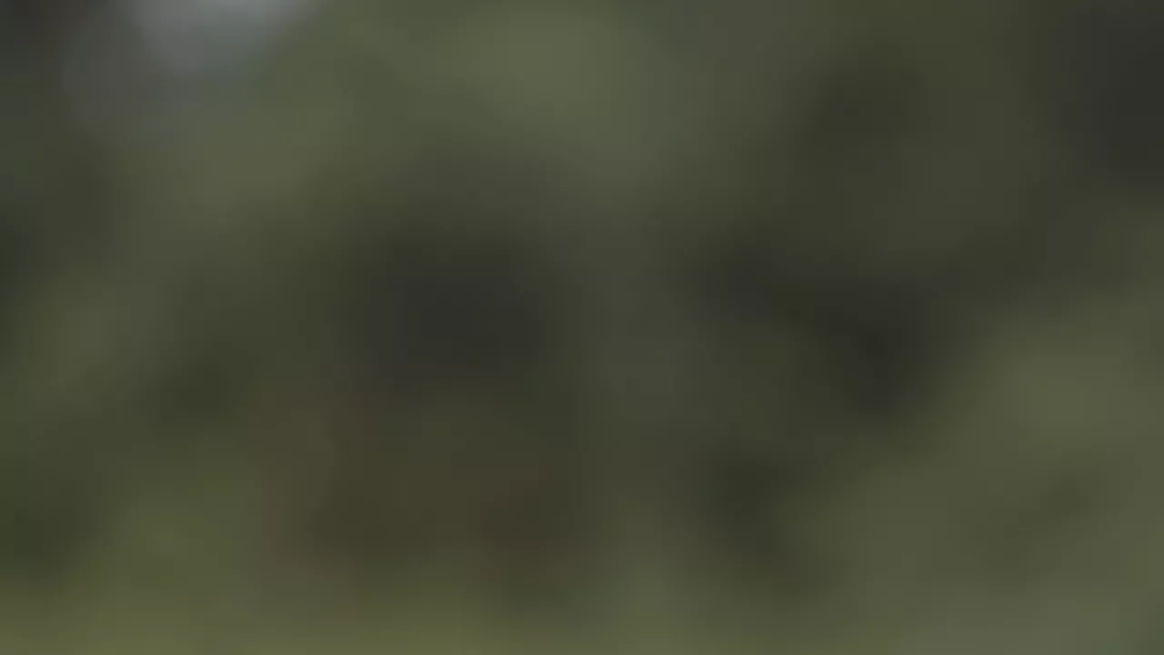 Forêt 1