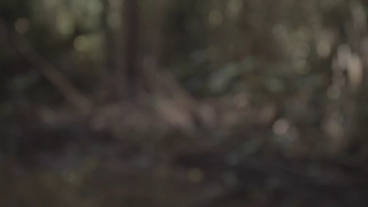 Forêt 4