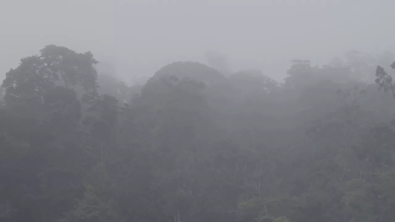 Brouillard 1