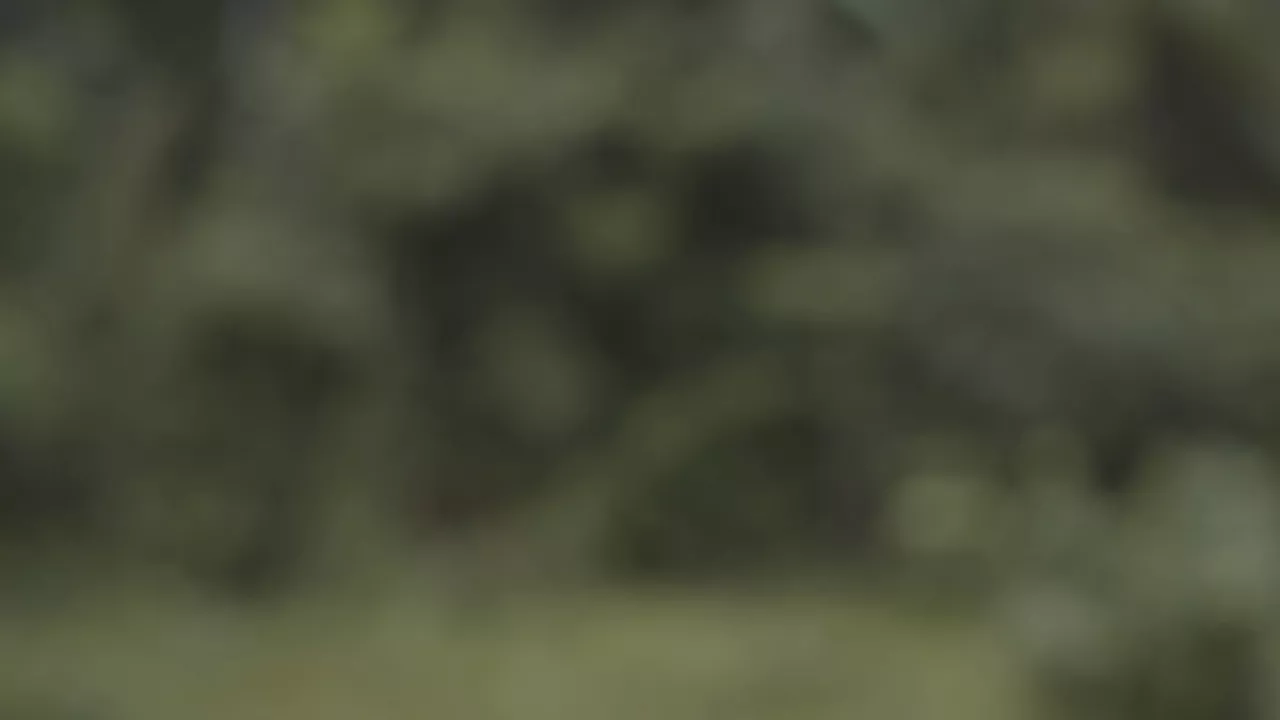 Forêt 3