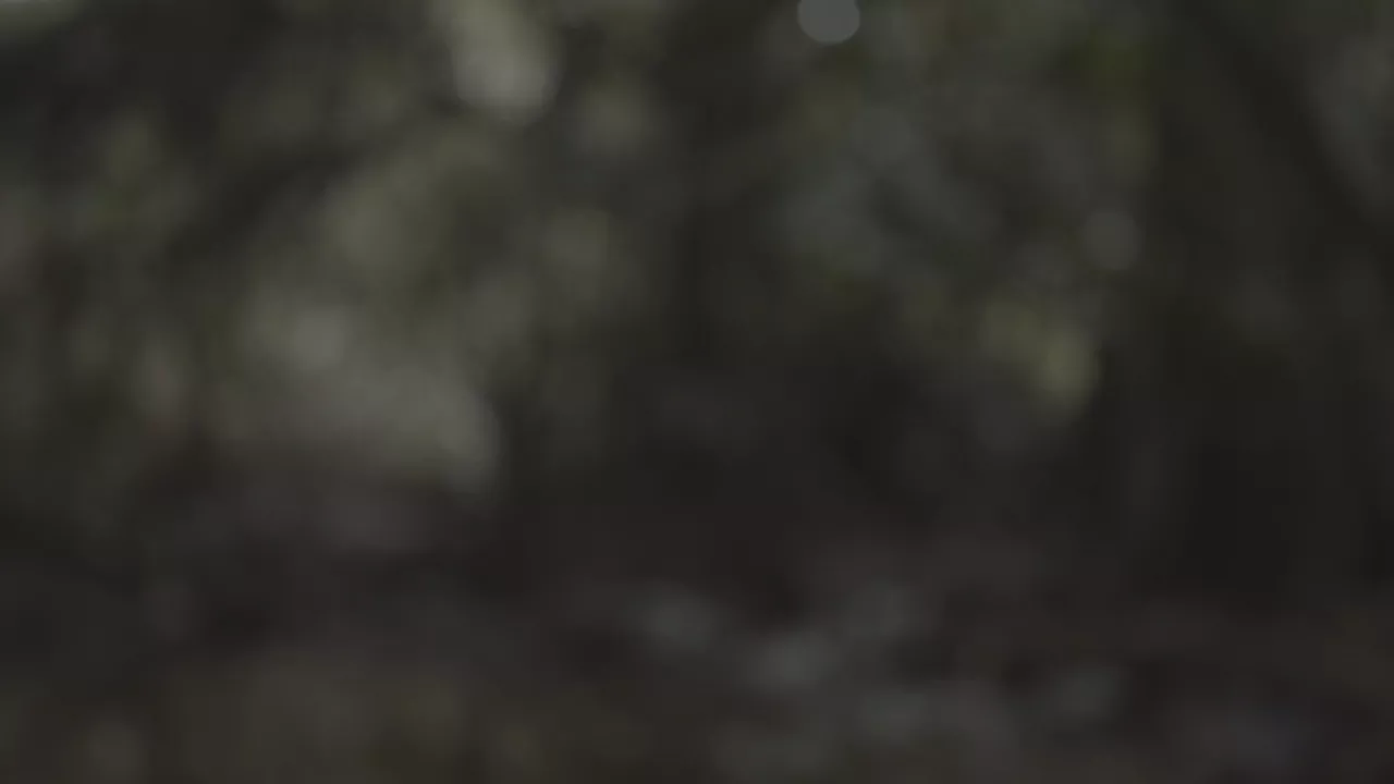 Forêt 6