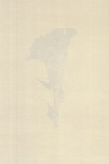 Révolution de Velours, Tchécoslovaquie, 1989 Velvet calosa, floraison : décembre