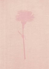 Révolution des Œillets, Portugal, 1974 Dianthus gallicus pers., floraison : avril